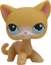 #0071 Shorthair Cat
